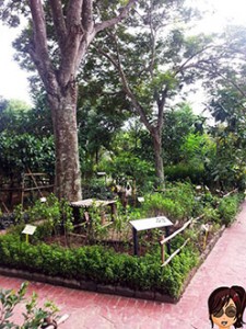 Herbs-garden