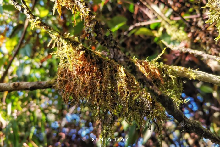 苔藓森林 Mossy Forest @ Cameron Highland