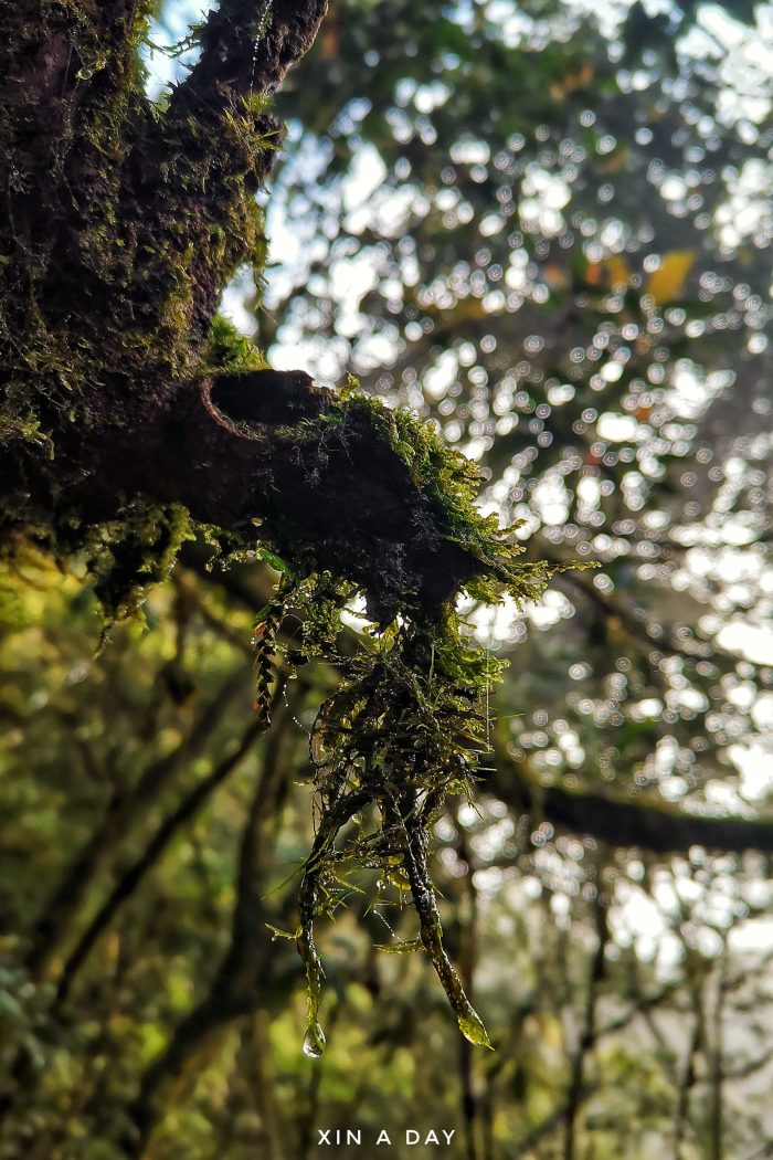 苔藓森林 Mossy Forest @ Cameron Highland