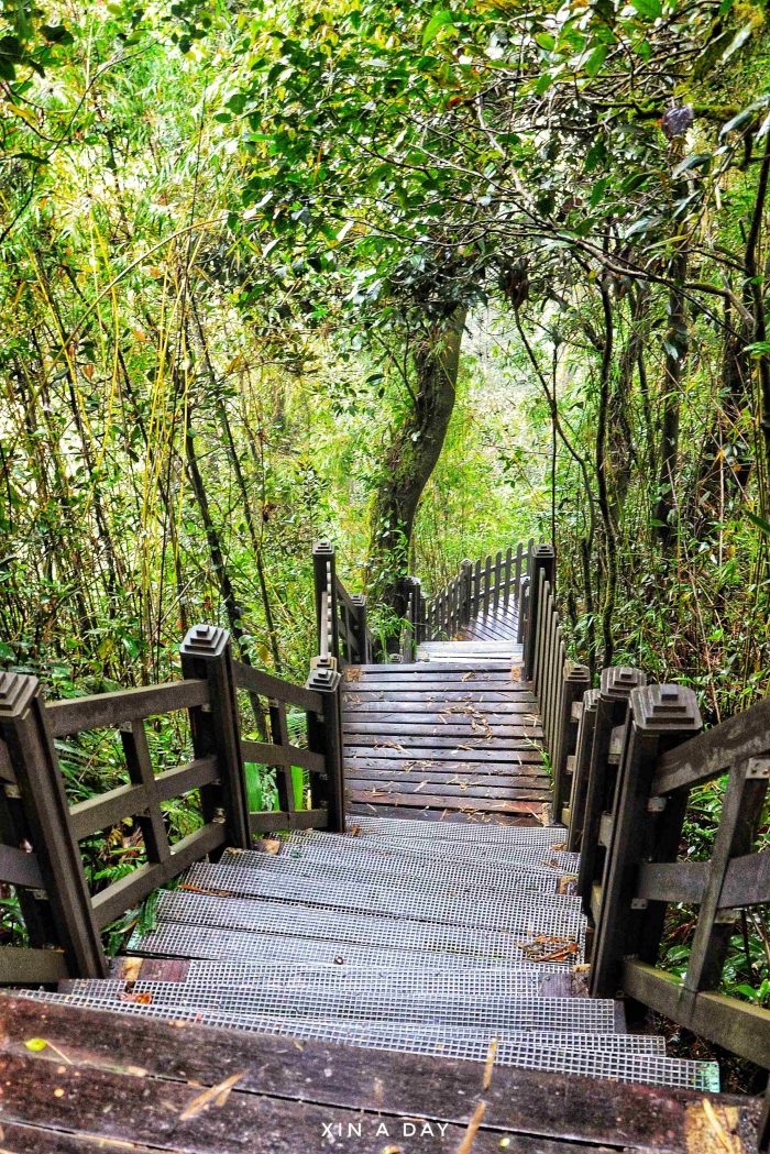 苔藓森林  @ Cameron Highland